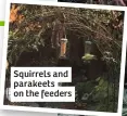  ??  ?? Squirrels and parakeets on the feeders