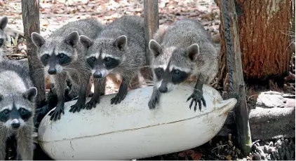  ??  ?? A pack of raccoons add to the attraction­s at the El Corchito Ecological Reserve in Yucatan.