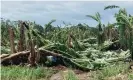  ?? Photograph: Australian Banana Growers' Council ?? Damage to banana crops from Cyclone Niran, which is bringing powerful winds, heavy rainfall and potential flooding to farnorth Queensland.