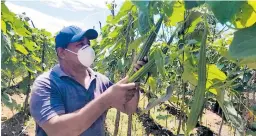  ??  ?? COSECHA. Un productor de vegetales orientales observa sus cultivos en el valle de Comayagua.