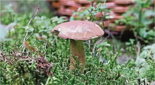  ?? FOTO: DPA ?? Ein Maronen-Röhrling in einem Wald bei Zeulenroda (Thüringen).