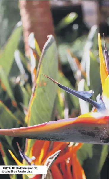  ??  ?? FUSSY BIRD: Strelitzia reginae, the so-called Bird of Paradise plant.