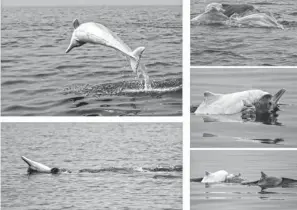  ?? PHOTOS BY XU ZHIGAN AND ZENG KAIHONG / FOR CHINA DAILY ?? With bettering protection measures, the number of Chinese white dolphins in Sanniang Bay of Guangxi Zhuang autonomous region has increased from 100 in 2006 to around 230 today.