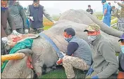  ?? HT PHOTO ?? A 35-year-old elephant being radio-collared in Haridwar.