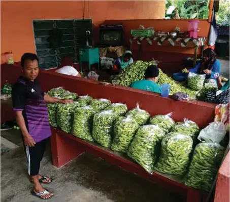  ??  ?? BONYAMIN menyusun beg plastik yang sudah siap diisi lada solok untuk di hantar ke RTC Kota Bharu.