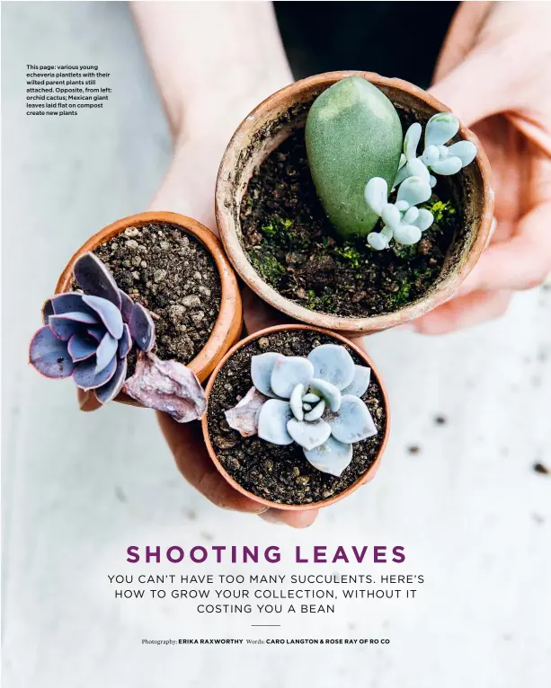  ??  ?? This page: various young echeveria plantlets with their wilted parent plants still attached. Opposite, from left: orchid cactus; Mexican giant leaves laid flat on compost create new plants