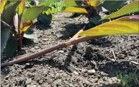  ?? JESSICA DAMIANO VIA THE ASSOCIATED PRESS ?? A May 18photo shows a drip-irrigation system installed around plantings in Westbury, N.Y.