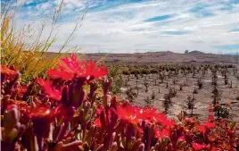  ?? (EFE) ?? Este oasis comenzó a desarrolla­rse en 2012.