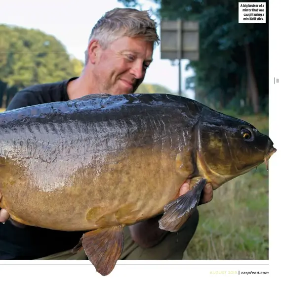  ??  ?? A big bruiser of a mirror that was caught using a mini Krill stick.