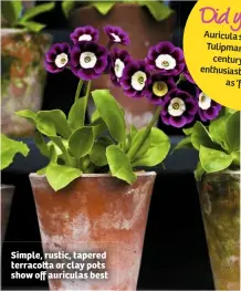  ??  ?? Simple, rustic, tapered terraco  a or clay pots show off auriculas best