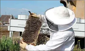  ??  ?? La production de miel est en chute libre à cause de la sécheresse.