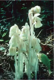  ?? (Sturgis Mckeever/georgia Southern University/bugwood.org via AP) ?? The ghost plant, also known as Indian pipe, doesn't produce chlorophyl, the pigment that gives other plants their green color.