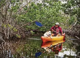  ?? SCOTT MCINTYRE/THE NEW YORK TIMES PHOTOS ?? Bill Keogh navigates through mangrove creeks with his dog, Scupper, near Big Pine Key, Fla.