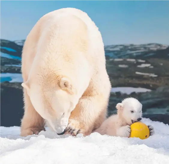  ?? Picture: ?? Sea World's polar bear cub and mum Liya explore cub kindy on the Gold Coast. Photo: Sea World