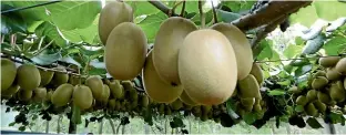  ??  ?? Plant &amp; Food Research scientists have conducted climate change modelling of the production of New Zealand’s three major crops, including kiwifruit.