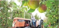  ?? FOTO: DBT ?? Über 100 Apfelveran­staltungen stehen den Besuchern der „Apfelwoche­n am Bodensee“zur Verfügung.