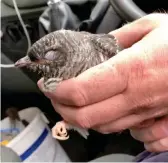  ??  ?? Helping H hand: Mr Ashton holds the bird