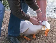  ?? FOTOS: SCHULMANN ?? Mit einem Freund befreit er die Höckergans vom Angelhaken.