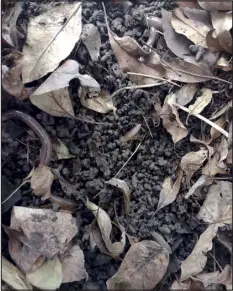  ?? TIMOTHY MCCAY, VIA THE ASSOCIATED PRESS ?? This photo provided by Dr. Timothy Mccay shows Asian jumping worms in Hamilton, N.Y., wriggling in damaged soil that bares the coffee-ground texture indicative of their presence.