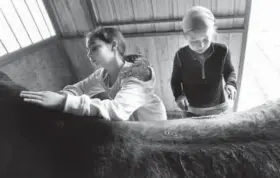  ?? Cliff Grassmick, Daily Camera ?? Lexee Ingram, left, and Samantha Larson give their full attention to grooming a horse. Happiness Through Horses helps kids gain confidence by working with horses at Rockin Moon Ranch near Fort Lupton.