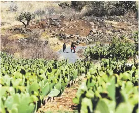  ??  ?? Campesinos dicen que pretenden farles hastamil 500 por hectárea.