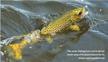  ??  ?? The writer fishing Cam Loch in the far north-west of Scotland (above) for itsunique and beautiful trout