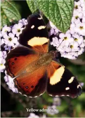  ??  ?? Yellow admirals.