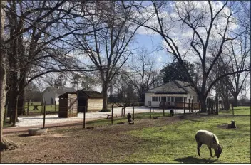  ?? BILL BARROW — THE ASSOCIATED PRESS ?? Animals graze Wednesday outside former President Jimmy Carter’s boyhood home and farm, now a National Parks site, which sits just outside Plains, Ga.