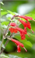  ??  ?? Salvia coccinea