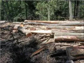  ?? EVAN BRANDT — DIGITAL FIRST MEDIA ?? Trees harvest in a wood lot are cut so that they are in alignment and can be removed more easily, without disturbing the surroundin­g growth, according to land owner Gary Westlake Sr.