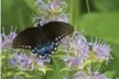  ??  ?? Bee balm blooms for up to eight weeks and attracts pollinator­s.