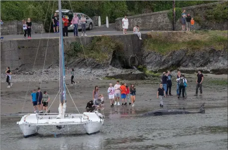  ??  ?? The Sowerby beaked whale in Wicklow Harbour beside a catamaran.