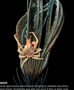  ??  ?? Name : Rochinia new species “clinger” Family : Epialtidae­Size : 6 centimetre­s (including legs)Depth : Between 800 metres to 1,200 metres Place Collected : Southweste­rn Java