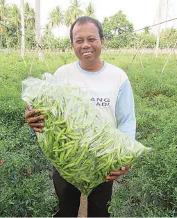  ??  ?? FINGER PEPPER GROWER – Photo shows Ponciano Bolivar, a vegetable grower who is now harvesting 200 kilos every day from 12,000 plants from his farm in Tiaong, Quezon. The finger pepper sells for a kilo. From his previous crop of 5,000 Magnum pepper...