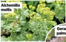  ?? ?? Alchemilla mollis