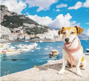  ??  ?? En Italia, unos 10,500 hoteles, aproximada­mente, aceptan a los perros y gatos como huéspedes.