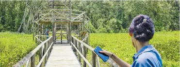  ??  ?? LOS SENDEROS. El área del parque posee zonas de interpreta­ción ambiental, cuatro senderos terrestres y uno acuático. En la foto de arriba se puede apreciar una estructura que es utilizada para el avistamien­to de aves.