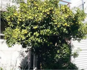  ??  ?? The hardy yuzu tree is known to survive temperatur­es as low as -12°C.