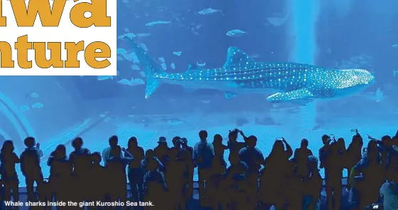 ??  ?? Whale sharks inside the giant Kuroshio Sea tank.
