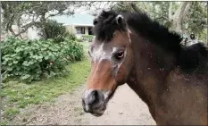  ??  ?? Cody, who made internatio­nal news in June last year when he found his way home 16 days after the devastatin­g Knysna fires, is an ambassador for the Eden Empathy Initiative, aimed at helping children and animals in disadvanta­ged communitie­s, while breaking cycles of violence and abuse.