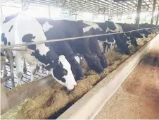  ??  ?? The overall upgrading work for FGV’s Linggi dairy farm is almost complete, with improvemen­ts on the farm’s infrastruc­ture, feedstock areas, milking parlour and cattle barn, while the upgrading work for the calf barn is 100 per cent complete.