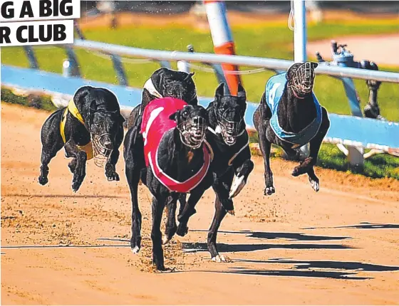  ?? Picture: ALIX SWEENEY ?? TOO GOOD: Clover Lee (red) storms to the front to win over Hert’s A Mess (black) during yesterday’s meeting at Townsville Greyhound Club.