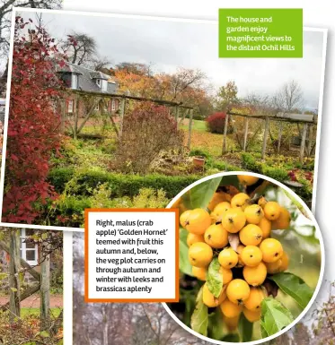  ??  ?? Right, malus (crab apple) ‘Golden Hornet’ teemed with fruit this autumn and, below, the veg plot carries on through autumn and winter with leeks and brassicas aplenty The house and garden enjoy magnificen­t views to the distant Ochil Hills