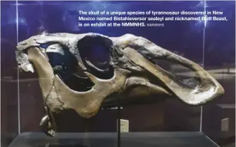  ?? NMMNHS ?? The skull of a unique species of tyrannosau­r discovered in New Mexico named Bistahieve­rsor sealeyi and nicknamed Bisti Beast, is on exhibit at the NMMNHS.