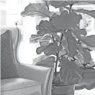  ?? GANNETT FILE PHOTO ?? Fiddle leaf fig trees are popular indoor plants.