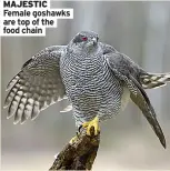  ?? ?? MAJESTIC Female goshawks are top of the food chain