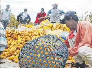  ?? GUILLERMO LIZARZABUR­O / EXPRESO ?? Producción. Los altos costos de cultivo y procesamie­nto son un problema sin resolverse en el agro.