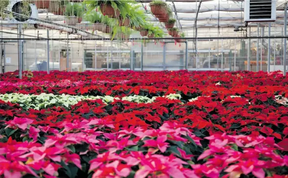  ?? Nancy Vervynck/Edmonton Journal ?? A sea of festive poinsettia­s takes over the Salisbury Greenhouse each winter. It is a myth that the leaves of the poinsettia plant are poisonous.