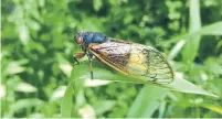  ?? WEST VIRGINIA UNIVERSITY ?? West Virginia researcher­s have reported on a resurgence of the fungus Massospora, which causes cicadas to lose their limbs.