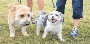  ?? NIKKI SULLIVAN/CAPE BRETON POST ?? Five-year-old Murray, left, is very anxious and would destroy things when left alone until Chloe, a Shih Tzu-Bichon Frise mix, came into his life and calmed him down.